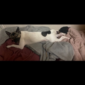 迷子になった犬の写真　3枚目