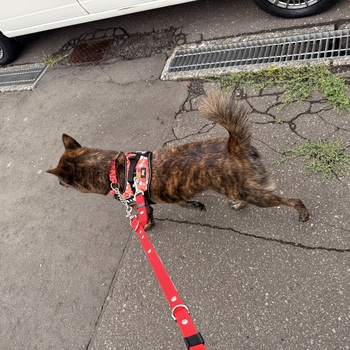 迷子になった犬の写真　3枚目