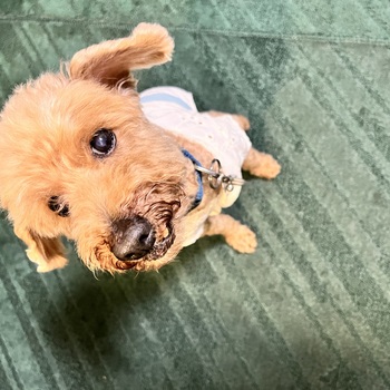 迷子になった犬の写真　3枚目