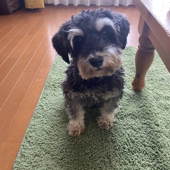迷子になった犬の写真　3枚目