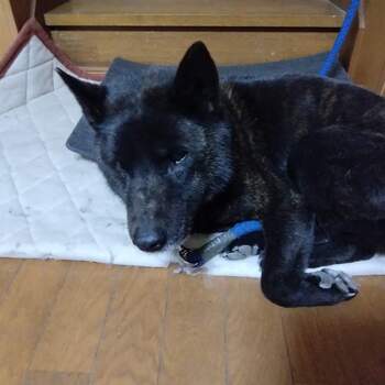 迷子になった犬の写真　3枚目