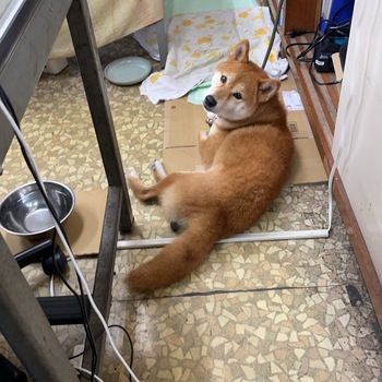 迷子になった犬の写真　3枚目