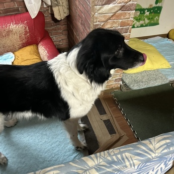 迷子になった犬の写真　3枚目