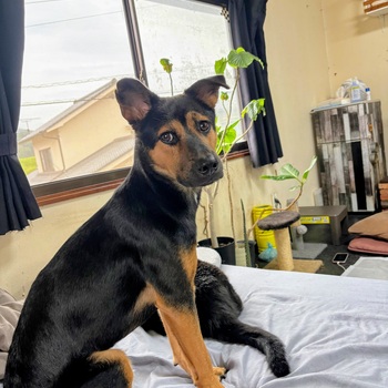 迷子になった犬の写真　3枚目