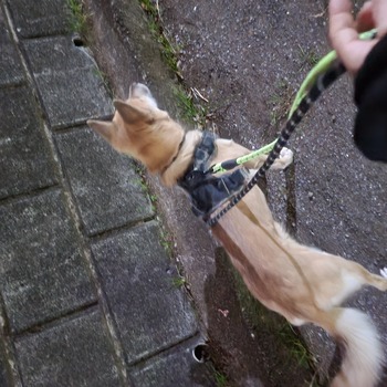 迷子になった犬の写真　3枚目