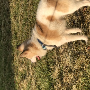 迷子になった犬の写真　3枚目