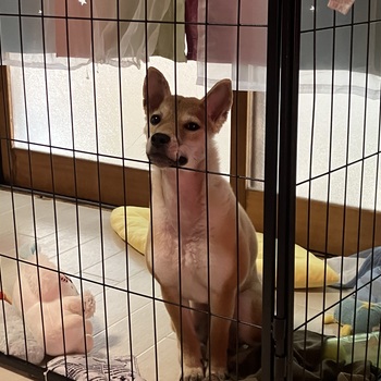 迷子になった犬の写真　3枚目