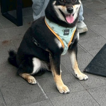 迷子になった犬の写真　3枚目