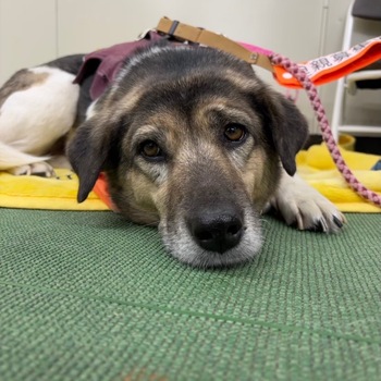 迷子になった犬の写真　3枚目