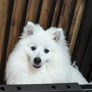 迷子になった犬の写真　3枚目