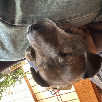 迷子になった犬の写真　3枚目