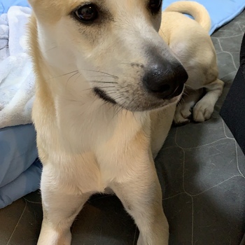 迷子になった犬の写真　3枚目