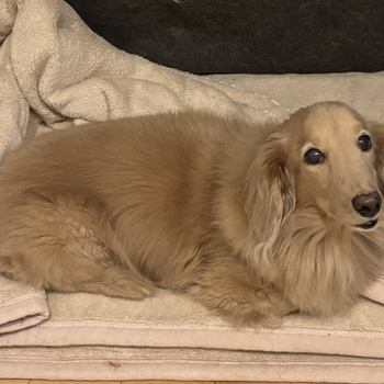 迷子になった犬の写真　3枚目