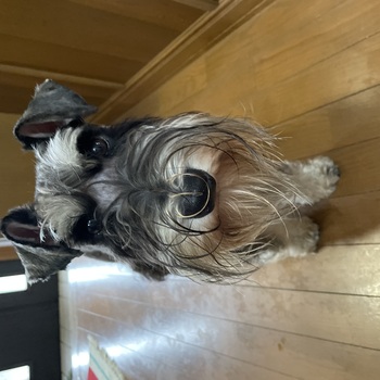 迷子になった犬の写真　3枚目