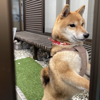 迷子になった犬の写真　3枚目