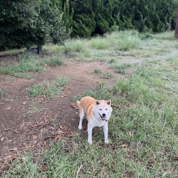 迷子になった犬の写真　3枚目