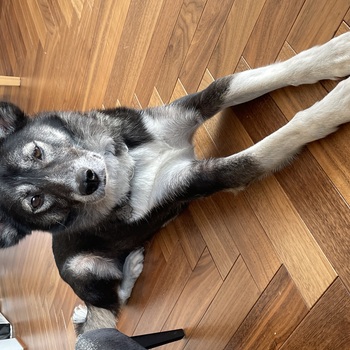 迷子になった犬の写真　3枚目