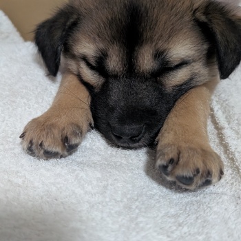 迷子になった犬の写真　3枚目