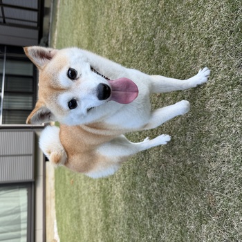 迷子になった犬の写真　3枚目