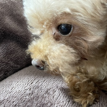 迷子になった犬の写真　3枚目