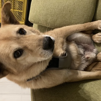 迷子になった犬の写真　3枚目