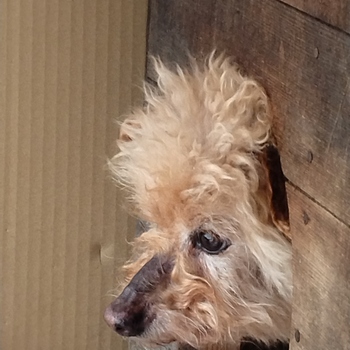 迷子になった犬の写真　3枚目