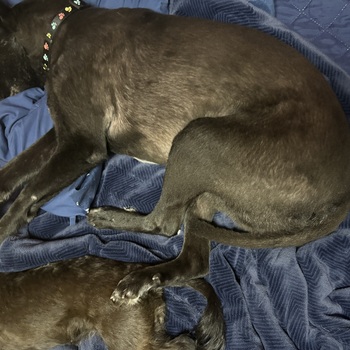 迷子になった犬の写真　3枚目