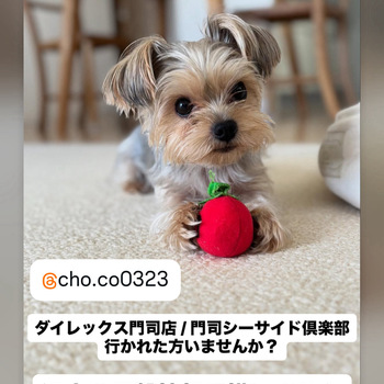 迷子になった犬の写真　3枚目