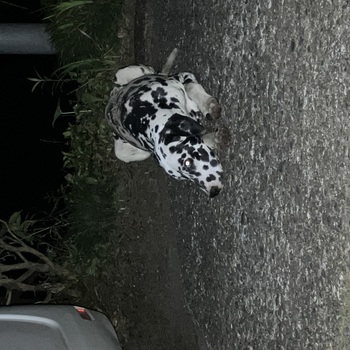 迷子になった犬の写真　3枚目