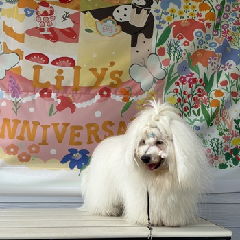 迷子になった犬の写真　3枚目