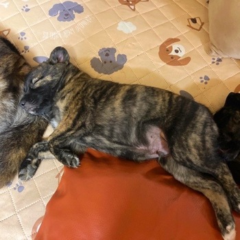 迷子になった犬の写真　3枚目