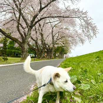 迷子になった犬の写真　3枚目