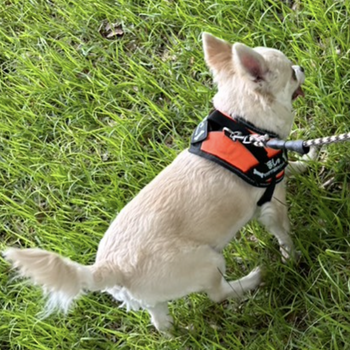 迷子になった犬の写真　3枚目