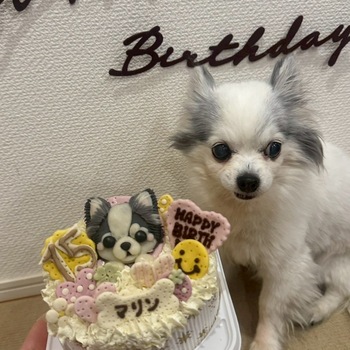 迷子になった犬の写真　3枚目