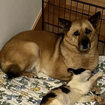 迷子になった犬の写真　3枚目