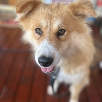 迷子になった犬の写真　3枚目