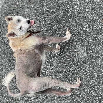 迷子になった犬の写真　3枚目