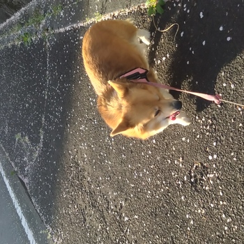迷子になった犬の写真　3枚目
