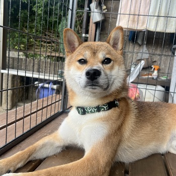 迷子になった犬の写真　3枚目