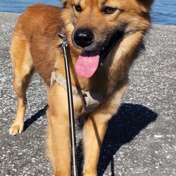 迷子になった犬の写真　3枚目