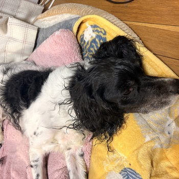 迷子犬が解決した際の報告写真