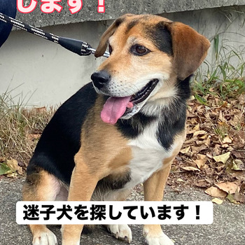 迷子犬が解決した際の報告写真