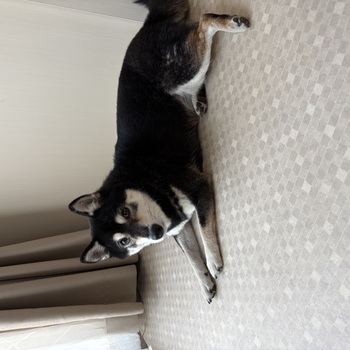 迷子犬が解決した際の報告写真