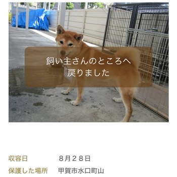 迷子犬が解決した際の報告写真