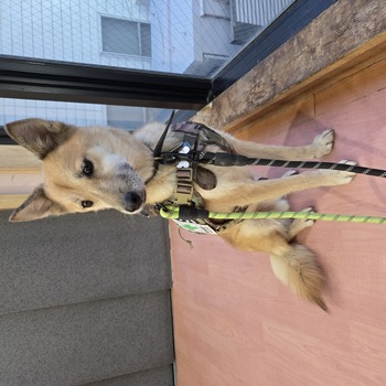 迷子犬が解決した際の報告写真