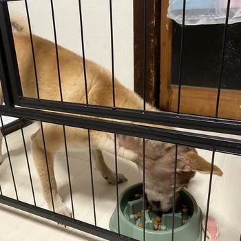 迷子犬が解決した際の報告写真