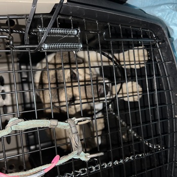 迷子犬が解決した際の報告写真