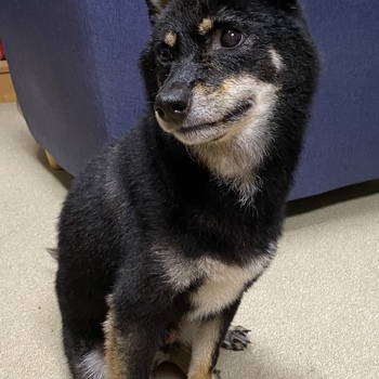 迷子犬が解決した際の報告写真