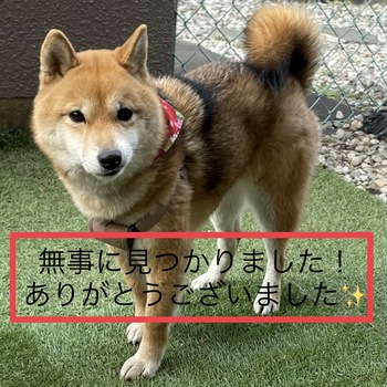 迷子犬が解決した際の報告写真
