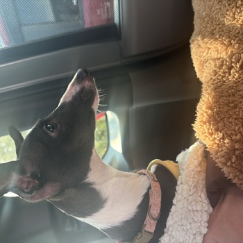 迷子犬が解決した際の報告写真